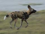 Africa 179 : Africa, African Wild Dog, Animal, Botswana, Mammal, Okavango, Vumbura Plains